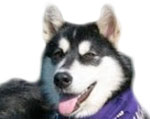 Washington Huskies